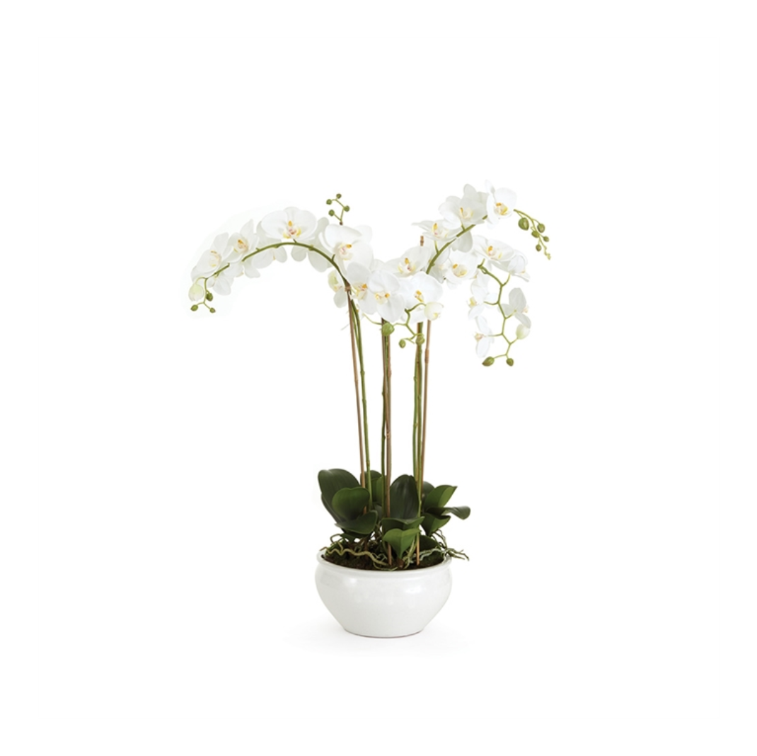 Barlcay Phalaenopsis In Ceramic Bowl